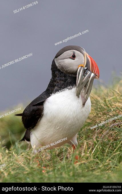 Atlantic Puffin (Fratercula arctica). Adult bird with small fishes in its beak, standing on a cliff. Iceland