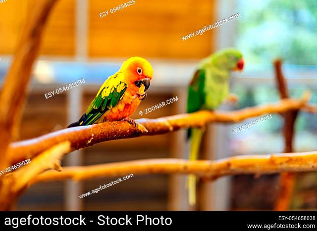 Sun Parakeet sitting on a perch. Aratinga solstitialis also known as the Sun Conure, vibrantly coloured parrot native to South America