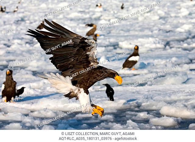 Steller's Sea-eagle, Haliaeetus pelagicus, Steller's Sea Eagle