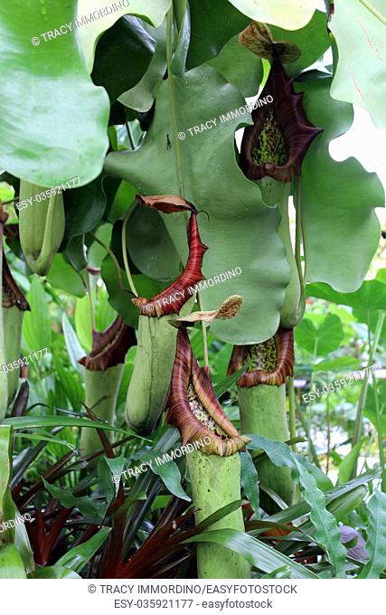 The tropical pitcher plant Nepenthes truncata, a carnivorous plant