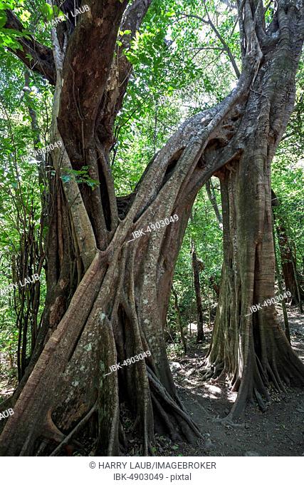 Brettwurzeln der Florida Strangler Fig (Ficus aurea), National Park Rincon de la Vieja, Parque Nacional Rincon de la Vieja, Province Guanacaste, Costa Rica