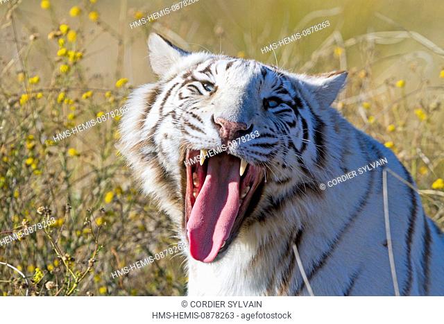 South Africa, private reserve, White Indian Tiger (Panthera tigris tigris)
