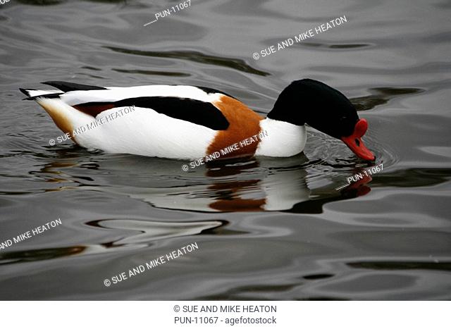 Male shelduck tadorna tadorna dabbling in one of the lakes at Martin Mere WWT in spring, Lancashire, England