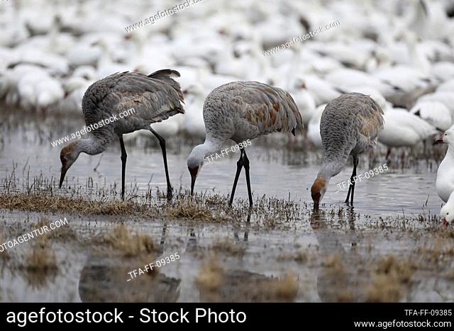 Sandhill Crane when searching for food