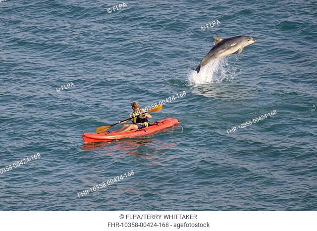 Bottle-nosed Dolphin Tursiops truncatus adult leaping beside kayak, Folkestone, Kent, England