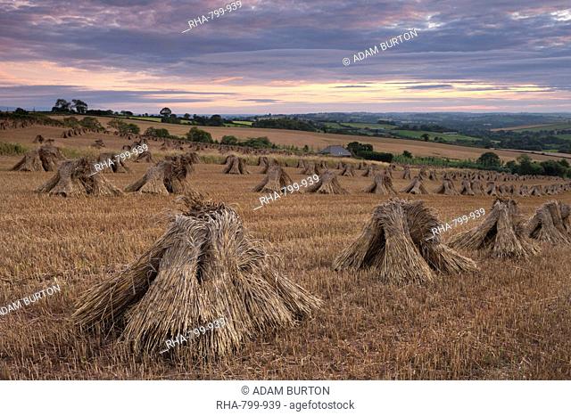 Corn stooks in a Devon field at sunset, Newbuildings, Devon, England, United Kingdom, Europe