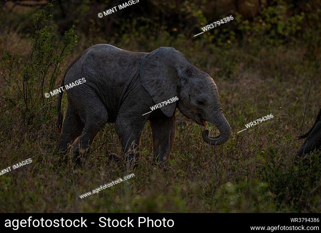 An baby elephant, Loxodonta africana, walking through grass