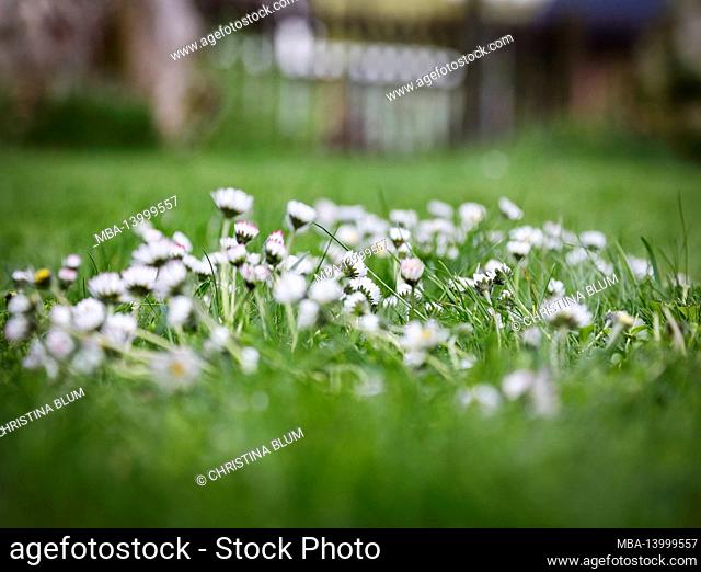 daisies in the lush and green grass