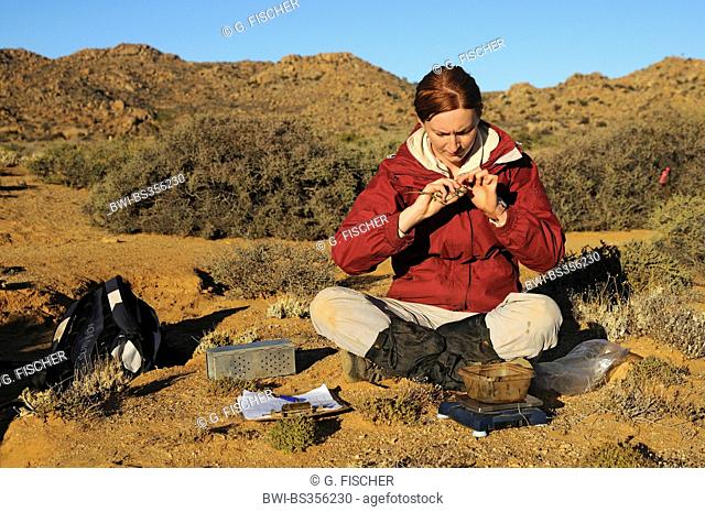 Four-striped grass mouse, Striped mouse (Rhabdomys pumilio), Zoologist examining a Four-striped grass mouse during field research work in the Goegap Nature...