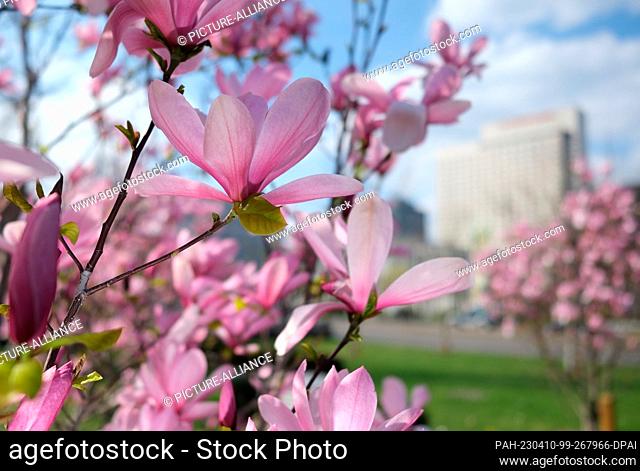 10 April 2023, Saxony, Leipzig: Magnolias bloom in the city center. After the sunny Easter days, meteorologists expect changeable spring weather in central...