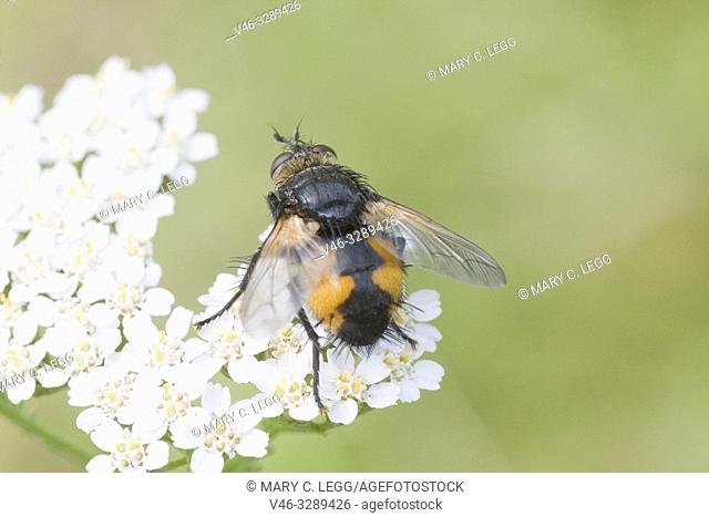 Tachina fera, parasiticTachinid fly. Length 9-14mm. Wingspan 16-27mm. Body is orangish with black stripe along the center with bristly black hairs at rump