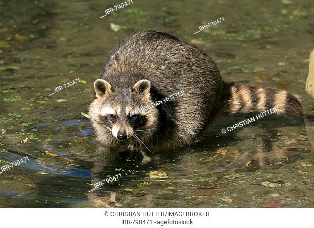 Raccoon (Procyon lotor) in the water