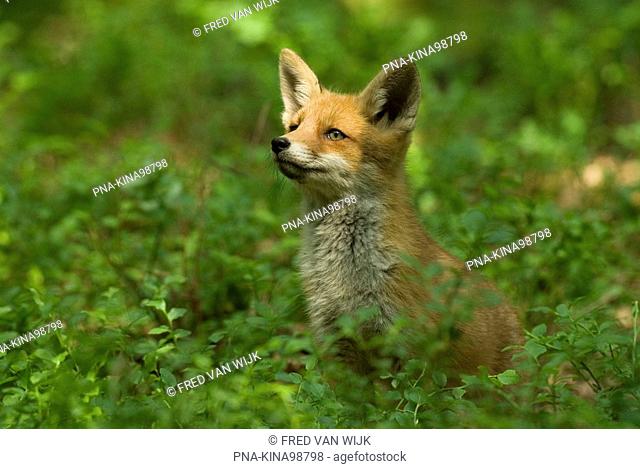 Fox Vulpes vulpes - Planken Wambuis, Ede, Veluwe, Guelders, The Netherlands, Holland, Europe