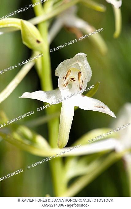 Lesser butterfly-orchid - Platanthera bifolia -, Somport, Huesca, Spain