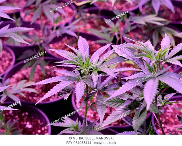 Marijuana. Marijuana and Cannabis growing indoors. Marijuana Grow Tent with lights. Medical and Recreational Cannabis plants.image