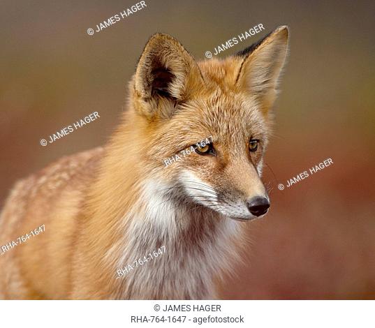 Red fox Vulpes vulpes Vulpes fulva, Denali National Park and Preserve, Alaska, United States of America, North America