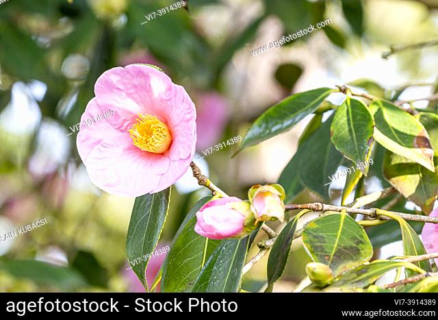 Camellia japonica 'Magali'. BEL 1914