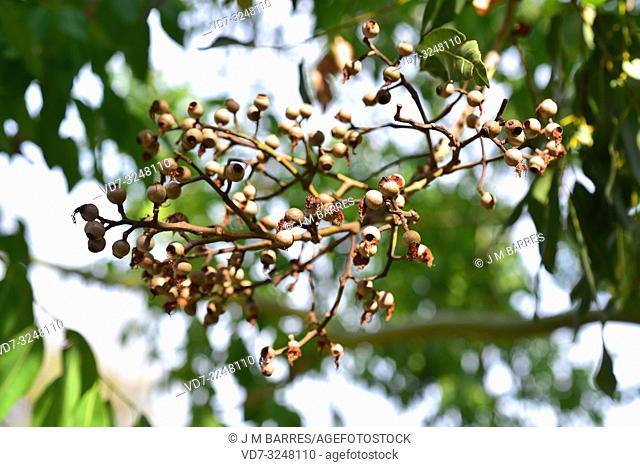 Cadaga or cadaghi (Corymbia torelliana) is a tree native to Qeensland, Australia. Fruits detail