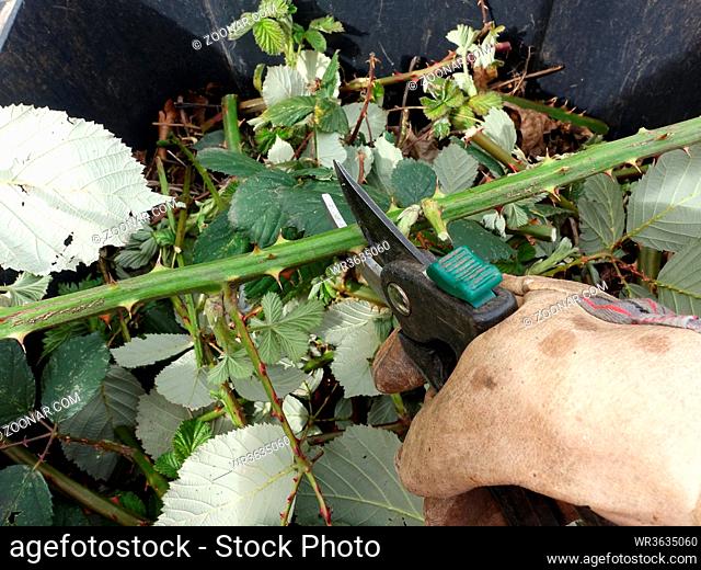 invasive Armenische Brombeere, Gartenbrombeere (Rubus armeniacus) - Gärtner schneidet Ranken mit einer Gartenschere, Weilerswist, Nordrhein-Westfalen