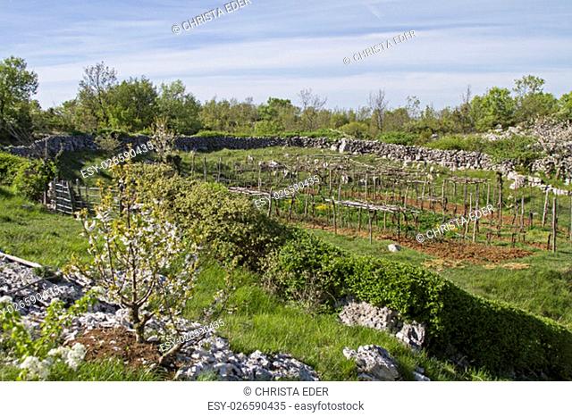 fertile fields amid the rocky karst area on the peninsula of istria koromacno