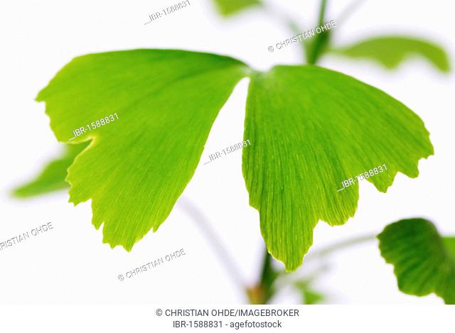 Ginkgo (Ginkgo biloba), leaves