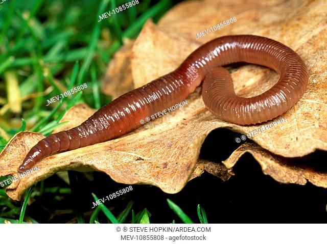 Earthworm (Lumbricus rubellus). on leaf - UK