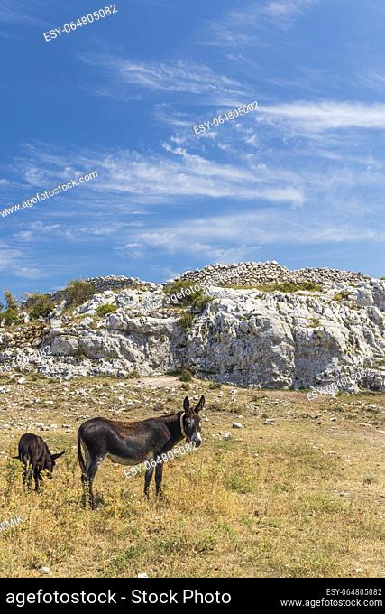 Donkey near Monte Sant Angelo, Apulia region, Italy