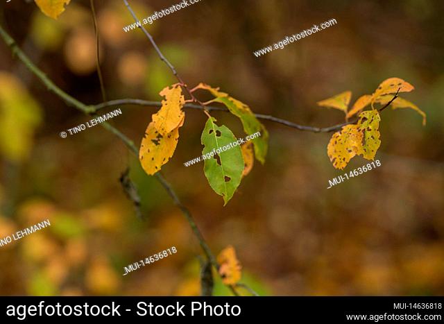 Discoloured in autumn on a young deciduous tree, shallow depth of field, blurred bokeh