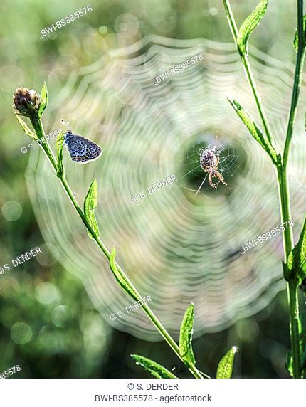 knapweed (Centaurea pullata), gossamer-winged butterfly at knapweed , spider lurking in the background in a web, Germany, Bavaria, Oberbayern, Upper Bavaria
