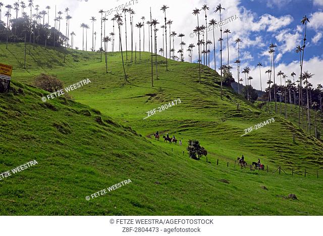 The Cocora Valley (Salento, Quindío), Colombia