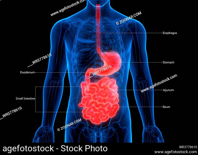 3D Illustration Concept of Human Digestive System Stomach with Small Intestine Described with Labels Anatomy