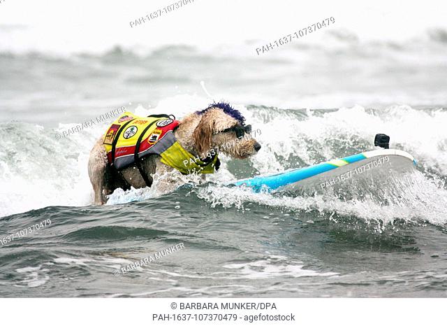 dpatop - 04 August 2018, USA, Pacifica: The Goldendoodle Derby is on the surfboard. Numerous big and small dogs participated in the ""World Dog Surfing...