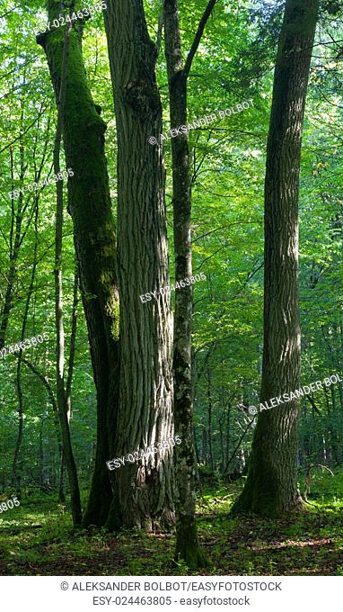 Old linden, oak and maple trees od deciduous stand of Bialowieza forest in springtime morning light, Bialowieza Forest, Poland, Europe