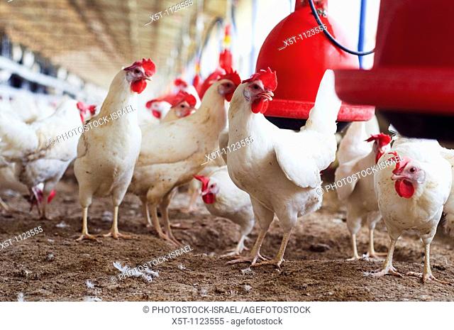 Israel, Hens in an organic, free roaming, chicken coop a producer of 'Freedom Eggs' The red feeding bowls are manufactured by Plason