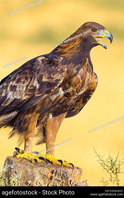 Golden Eagle, Aquila chrysaetos, Ã. guila Real, Castilla y León, Spain, Europe