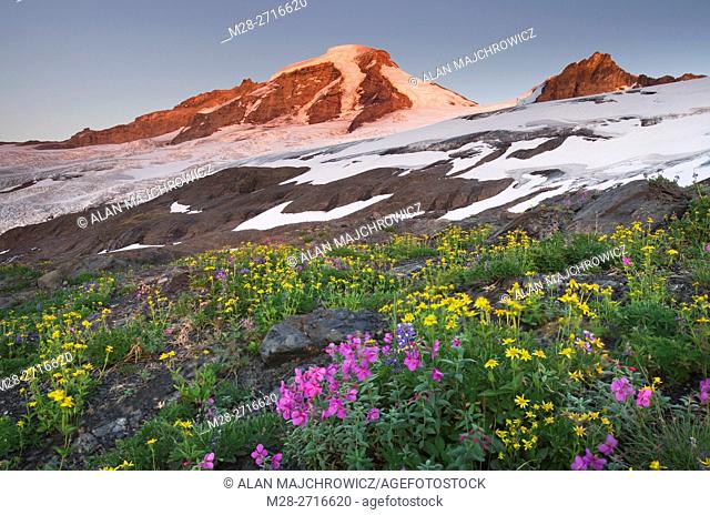 Mount Baker (elevation 10, 778 feet, 3, 285 m) northernmost volcano in the Cascade Range, seen from meadows of Heliotrope Ridge