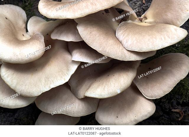 Pleurotus pulmonarius PALE OYSTER. Fungus. Fungi. Mushroom. Growth. Plant. Nature. Mycology