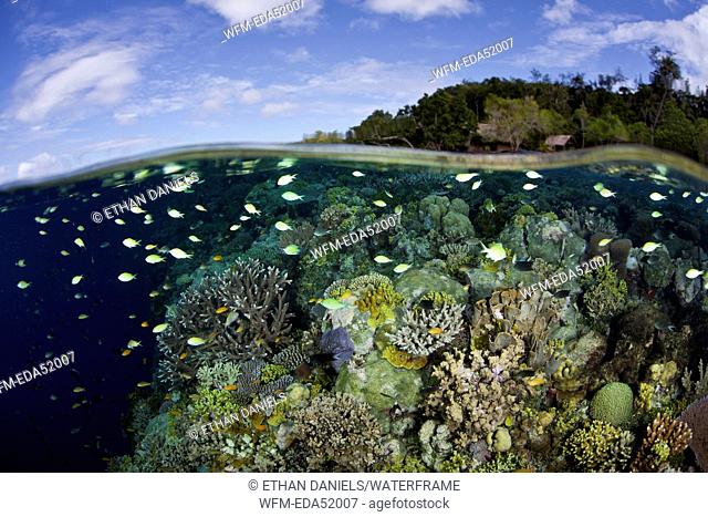 Corals in shallow Water, Acropora sp., Melanesia, Pacific Ocean, Solomon Islands