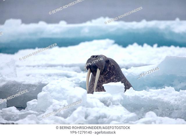 Walrus, Odobenus rosmarus, swimming in Arctic Sea between ice floes, Spitsbergen, Svalbard