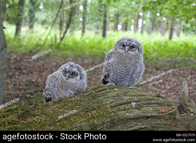 Tawny Owl (Strix aluco) two chicks, perched on log in woodland, England, United Kingdom, Europe