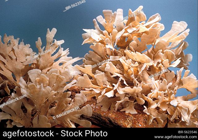 Other animals, animals, bryozoans, Flustra foliacea a sea mat