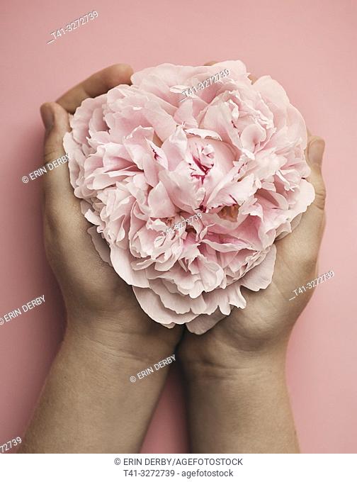 A pair of hands holding a pink peony on a pink background