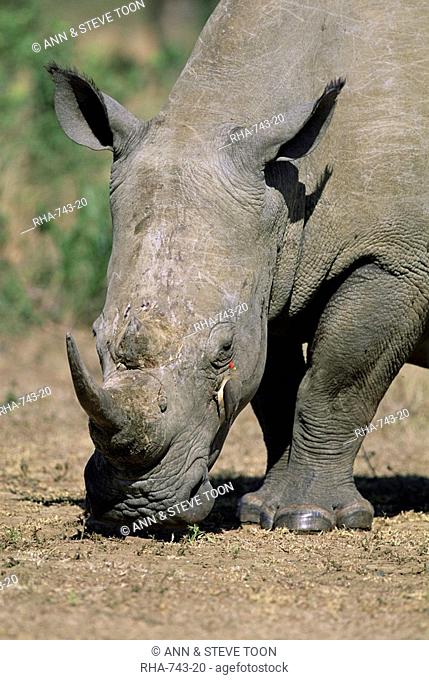 White rhinoceros rhino, Ceratotherium simum, with redbilled oxpecker, Buphagus erythrorhynchus, Itala Game Reserve, KwaZulu-Natal, South Africa, Africa
