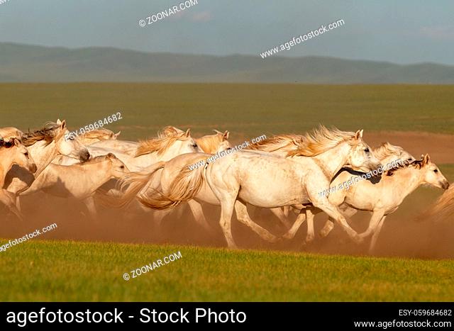 Mongolian white wild horses running on the endless grasslands