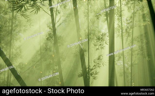 asian bamboo forest with morning fog weather