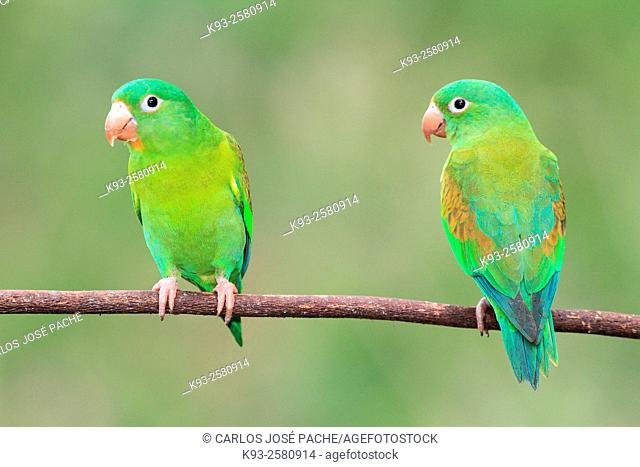 Brotogeris jugularis (Orange-chinned parakeet). Península de Nicoya, Costa Rica