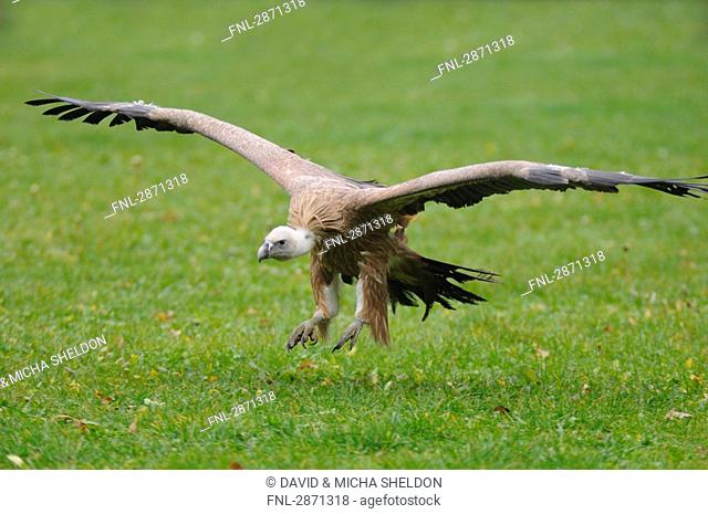 Griffon vulture Gyps fulvus in flight