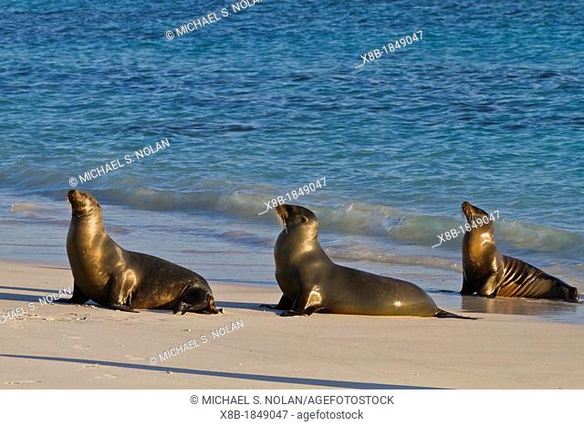 Galapagos sea lions Zalophus wollebaeki hauled out on Gardner beach on Santiago Island in the Galapagos Island Archipelago, Ecuador