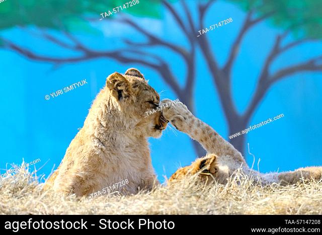 RUSSIA, VLADIVOSTOK - FEBRUARY 2, 2023: Six-month-old African lion cubs live at Sadgorod Zoo. Born in late July 2022 to a family of Bonifatsiy, 15