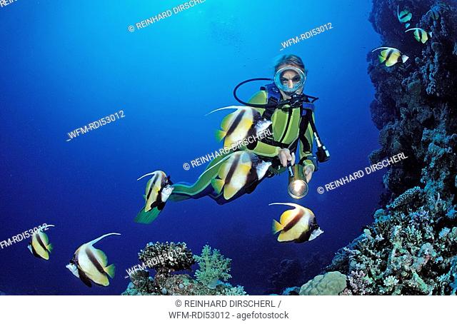 Scuba diver and Red Sea Bannerfishes Bannerfish, Heniochus intermedius, Sha'ab Marksur Red Sea, Egypt